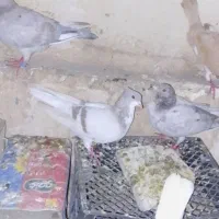 کفتر