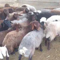 بره قلم آبی گوسفند زودپز|حیوانات مزرعه|قم, الغدیر|دیوار