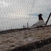 دوتا نر پریده|پرنده|رفسنجان, |دیوار