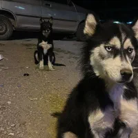 سگ هاسکی|سگ|کوراییم, |دیوار