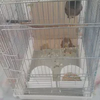 مرغ مینا سخنگو