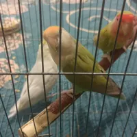 عروس هلندی|پرنده|سیرجان, |دیوار