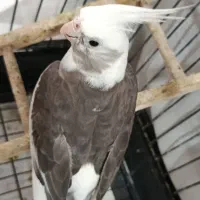عروس هلندی همراه با قفس و...