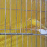 قناری رسمی معمولی زرد