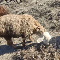 بره نر و ماده|حیوانات مزرعه|اردبیل, |دیوار