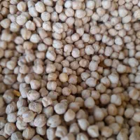 نخود فلافلی سایز ۵.۶