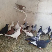 کفتر .کبوتر 24عدد|پرنده|ریگان, |دیوار