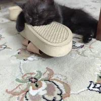 بچه گربه بریتیش|گربه|اندیشه, اندیشه فاز ۱|دیوار