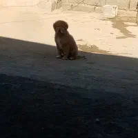 واگذاری توله|سگ|تربت جام, جلگه موسی آباد|دیوار