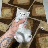 بیریتیش|گربه|نوشهر, |دیوار