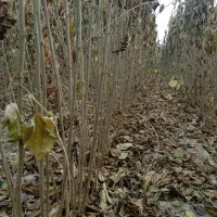 نهال فروشی منفردی|خدمات باغبانی و درختکاری|میاندوآب, |دیوار