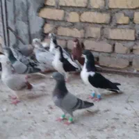 کبوتر بهبهونی شهری|پرنده|شیراز, دروازه اصفهان|دیوار