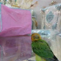 طوطی برزیلی زیبا