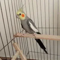 عروس نر صحبت کن
