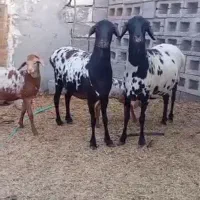 بزغاله و آفریقایی میش