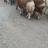 بره ماده شیشک افشار|حیوانات مزرعه|بروجرد, |دیوار