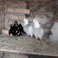 طوقی صحرای