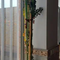 فروش گل افروبیا بزرگ