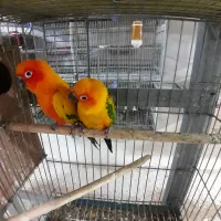 طوطی خورشیدی