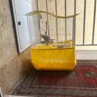عروس هلندی ماده