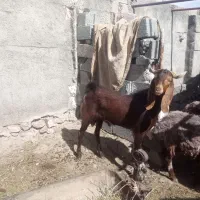 بیا چاوش نره پاکستانی
