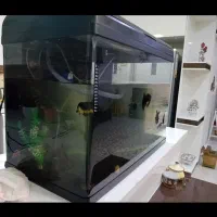 آکواریوم سالم و بزرگ شرکتی در بیدستان|ماهی|محمدیه-قزوین, |دیوار