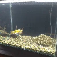 فروش آکواریوم|ماهی|بیجار, |دیوار