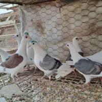 تعدادی پشدار و سفید