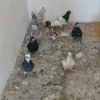 کبوتر فروشی