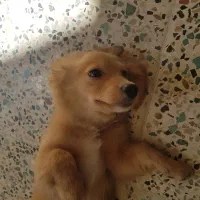 سگ گمشده|حیوانات|بندر گز, |دیوار