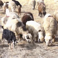 فروش میش بره داروگلون نازدار|حیوانات مزرعه|ارسنجان, |دیوار