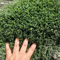 فروش ویژه چمن مصنوعی دست دوم (استوک)|خدمات باغبانی و درختکاری|تهران, نعمت‌آباد|دیوار