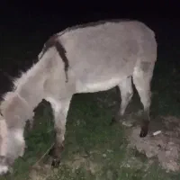 برای گله‌داری خوبع