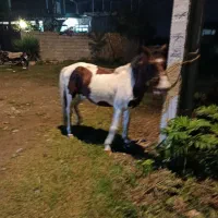 اسب ابلق|اسب و تجهیزات اسبسواری|اسالم, |دیوار