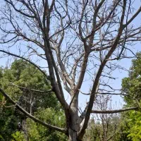 خرید چوب برش درختان خشک چنار گردو|خدمات باغبانی و درختکاری|تهران, درکه|دیوار