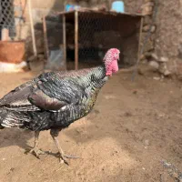 بوقلمون برنز نر