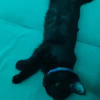 واگذاری گربه