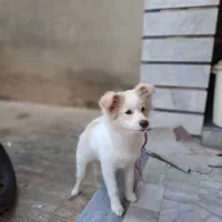 فروش سگ پامر پاکوتاه ماده