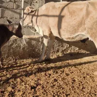 گاوگوساله|حیوانات مزرعه|مسجد سلیمان, |دیوار