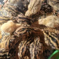 جوجه بلدرچین|حیوانات مزرعه|نیمروز, |دیوار