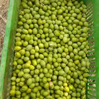 روغن زیتون 1404تولید ملی|عمدهفروشی|رشت, دباغیان|دیوار