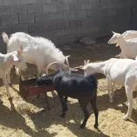 بزسانن‌آبستن|حیوانات مزرعه|فریمان, |دیوار