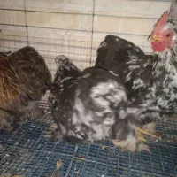 مرغ و خروس کوشین و گلین|حیوانات مزرعه|هشتگرد, شهرک راه آهن|دیوار