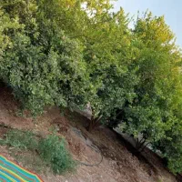 فروش معاوضه باخودرو1470متر باغچه/کدآگهی10597/nikan|فروش دفتر صنعتی، کشاورزی، تجاری|شوش, |دیوار