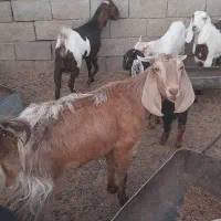 بز پاکستانی