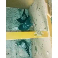 جفت جوجه سوسکی سیاه فروشی پدرشون نمایشی هست|پرنده|زاوه, |دیوار