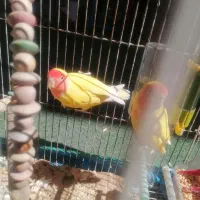 طوطی برزیلی یک جفت با قفس