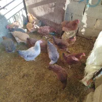 فروش مرغ|حیوانات مزرعه|اسدآباد, |دیوار