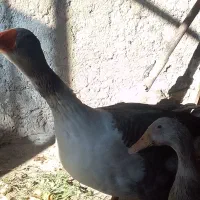 غازنر|حیوانات مزرعه|زابل, |دیوار