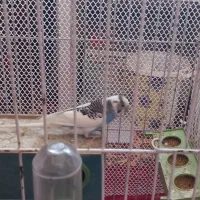 مرغ عشق نر آواز خوان|پرنده|لاهیجان, فیاض|دیوار